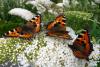 Aglais urticae